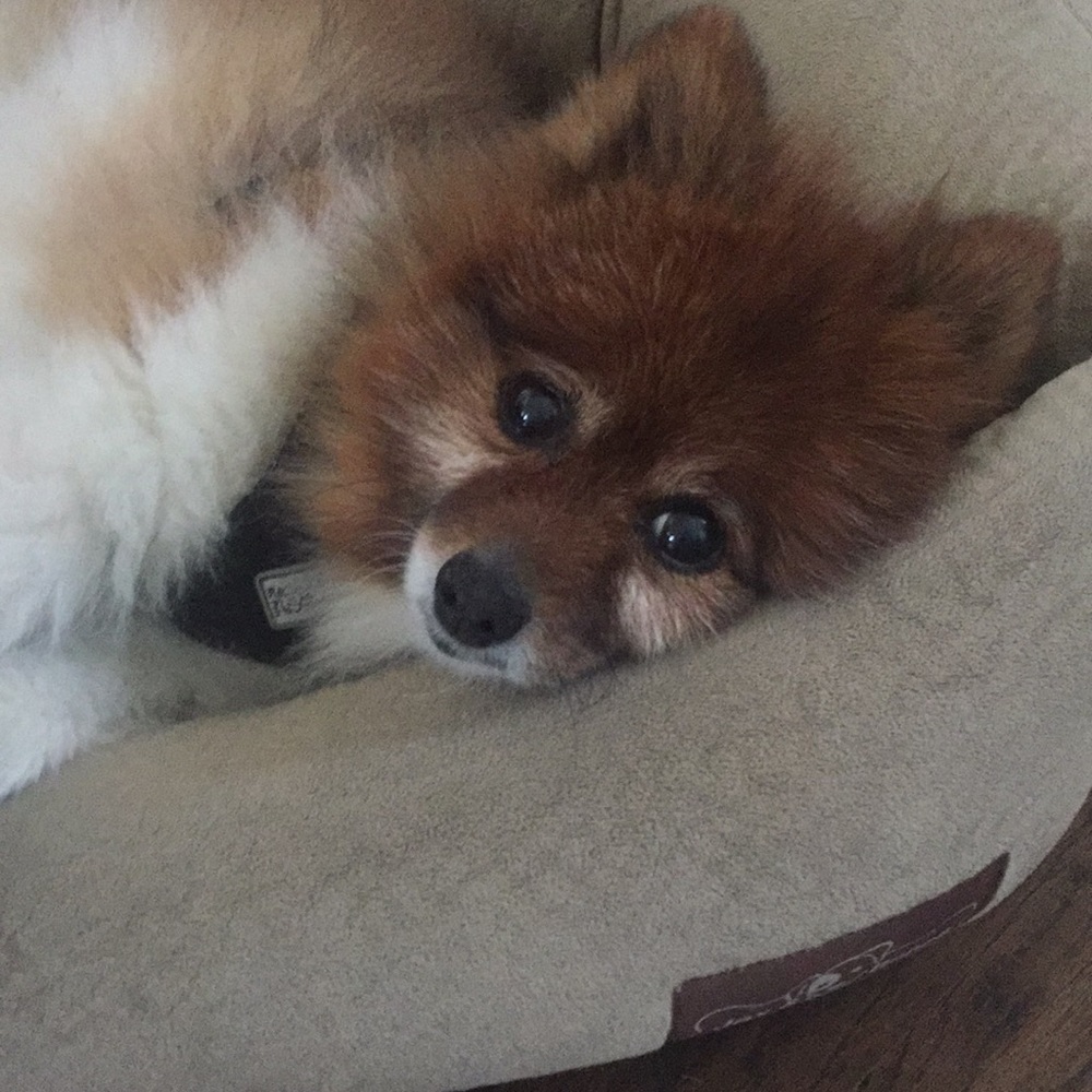 My son, the most adorable Pomeranian in the world